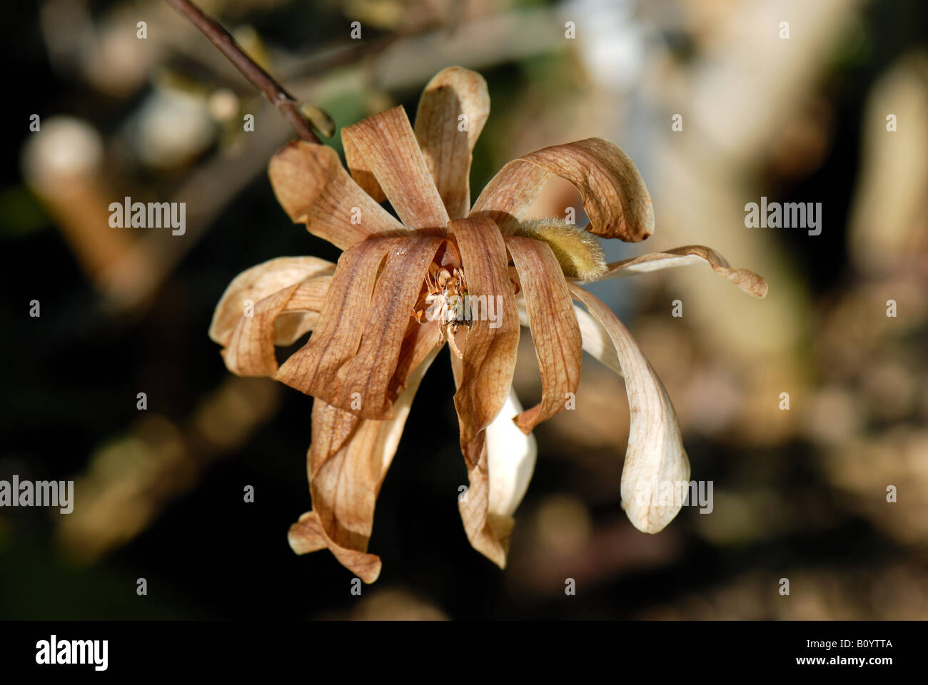 I danni causati al Magnolia stellata fiori da un grave ritardo frost Foto Stock