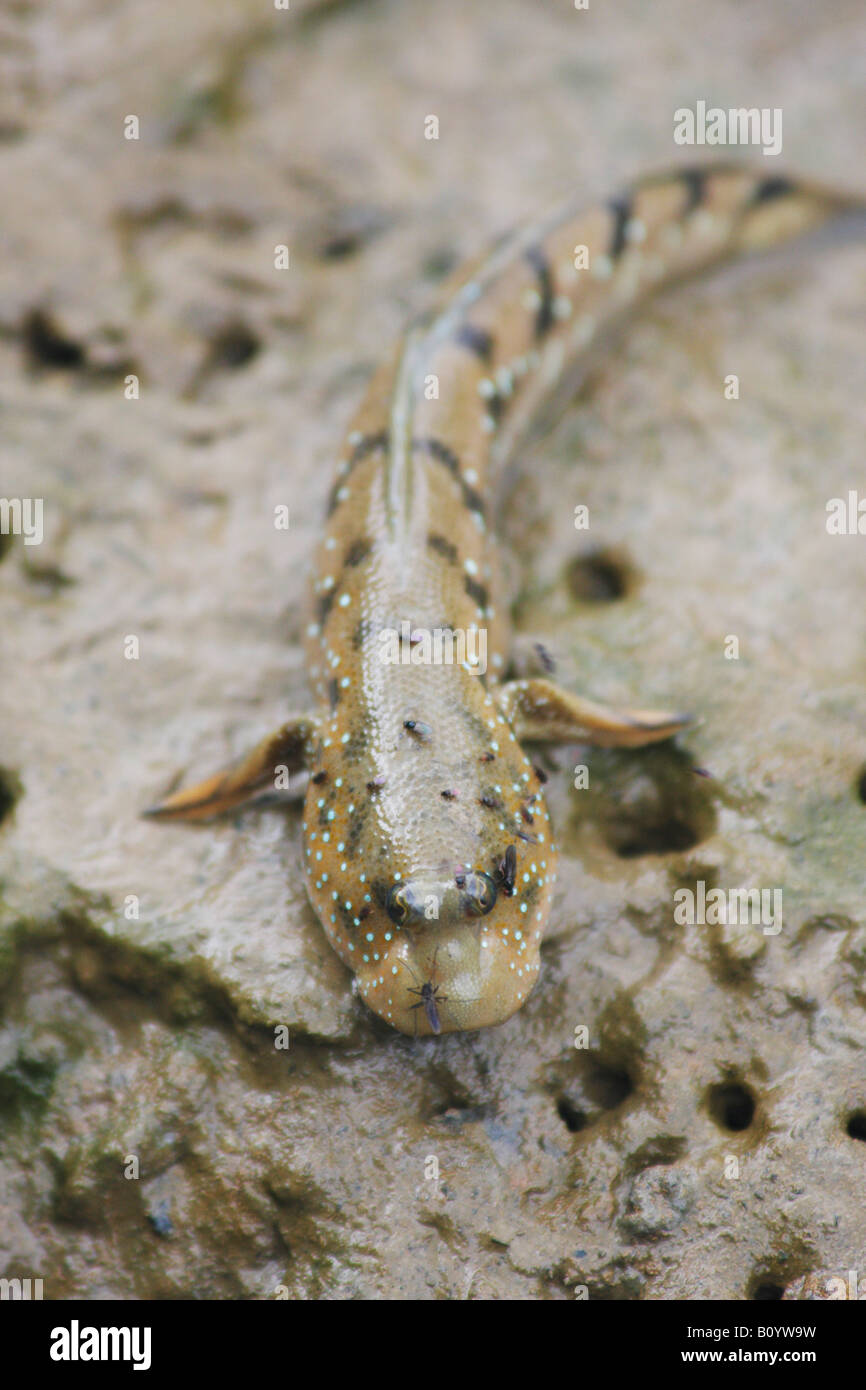 Il fango Skipper, Sabah Malaysian Borneo Foto Stock