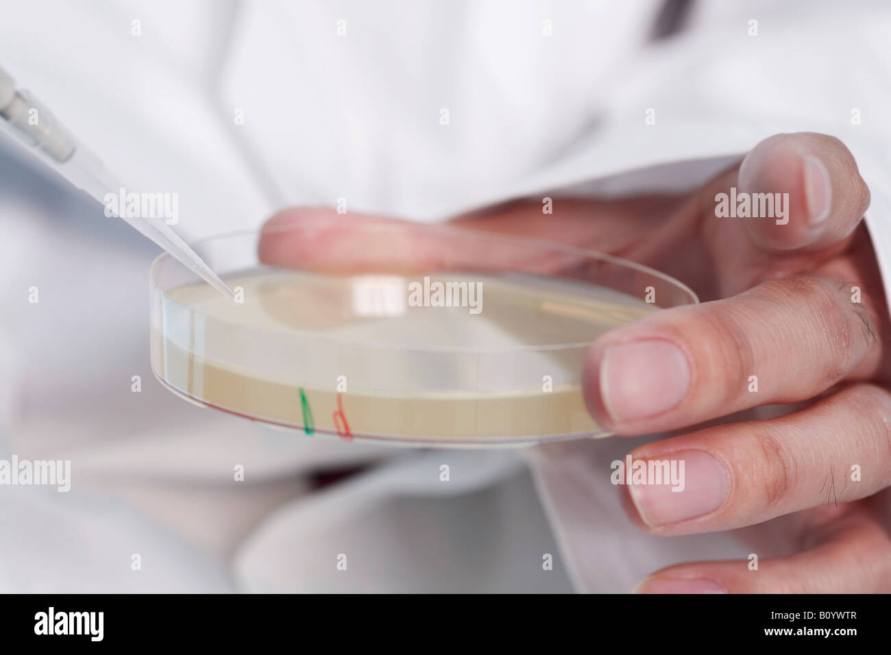 Antibiotici in capsula di Petri Foto Stock