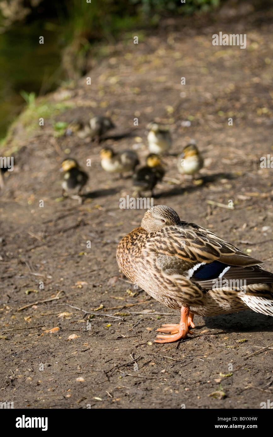 Germano reale femmina con pulcini Foto Stock