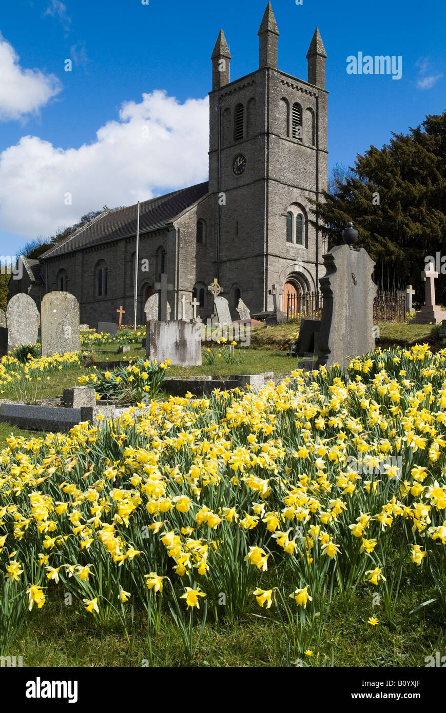 dh Wye Valley POWYS WALES St Peter cimitero chiesa e. gallese narcisi primavera uk fiori narcisi gran bretagna Foto Stock