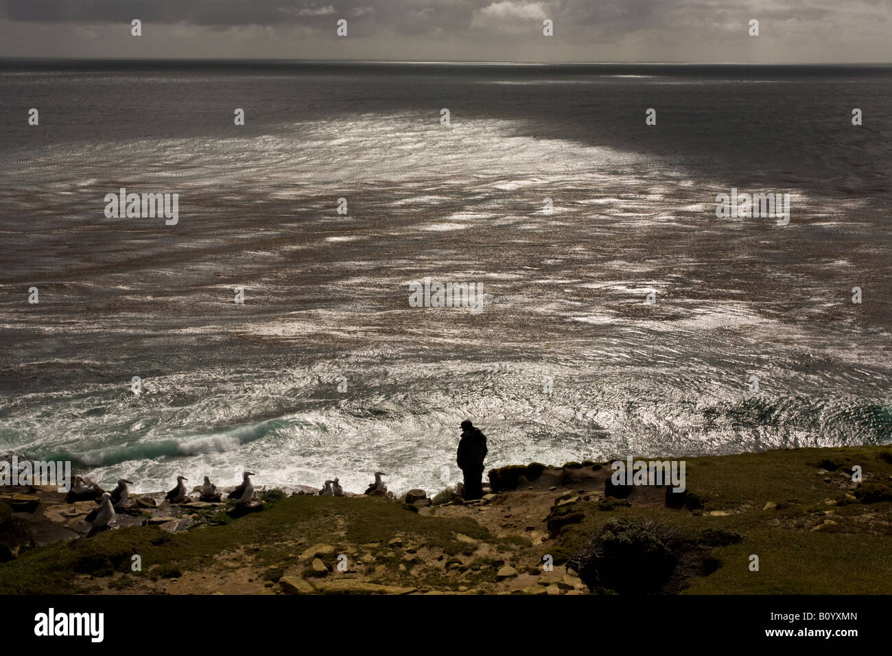Il Rookery su Saunders Island nelle Isole Falkland Foto Stock