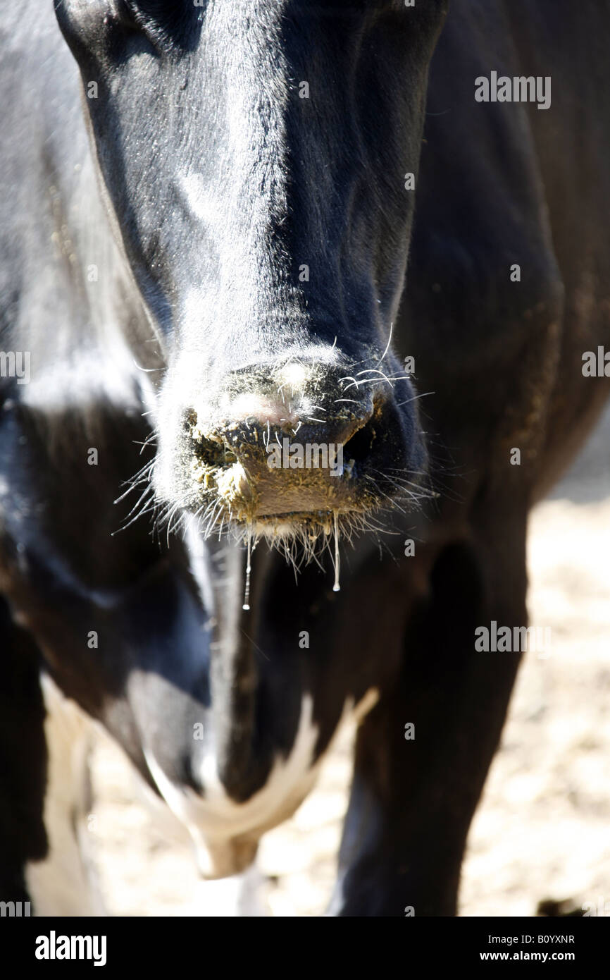 Mozzarella di bufala latte allevamento in Italia Foto Stock