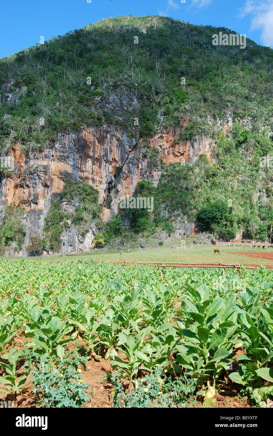 La piantagione di tabacco in Vinales Western Cuba Foto Stock