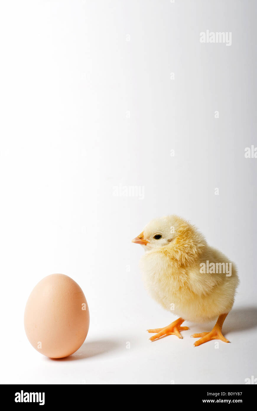 Foto di stock di una due giorni di età chick in piedi accanto ad un uovo di polli Foto Stock