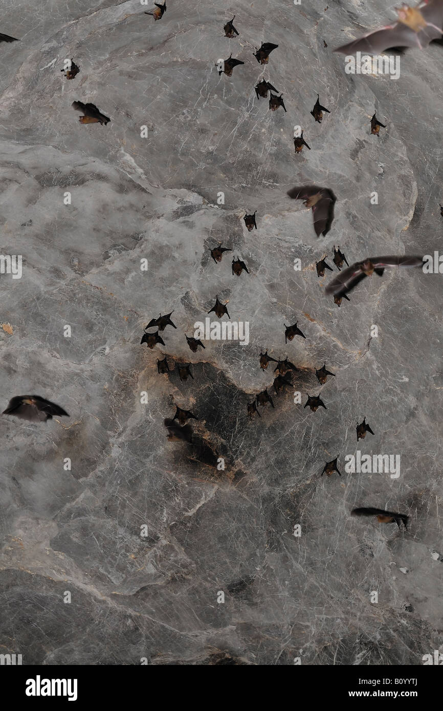 I pipistrelli in volo in una grotta e la provincia di Kanchanaburi, Thailandia Foto Stock