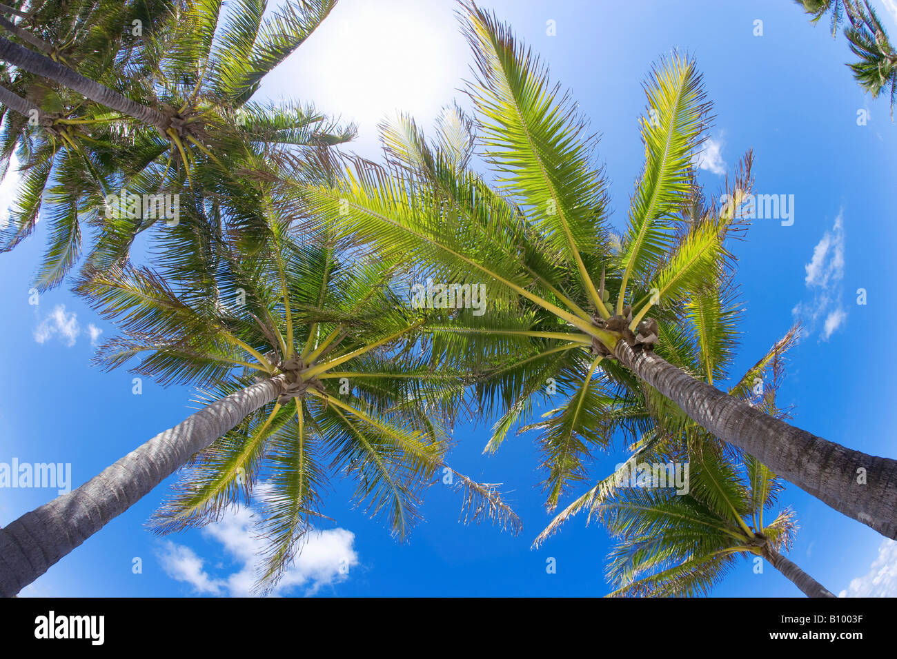 Palme di cocco, verso l'alto vista in Miami Beach, Florida Foto Stock