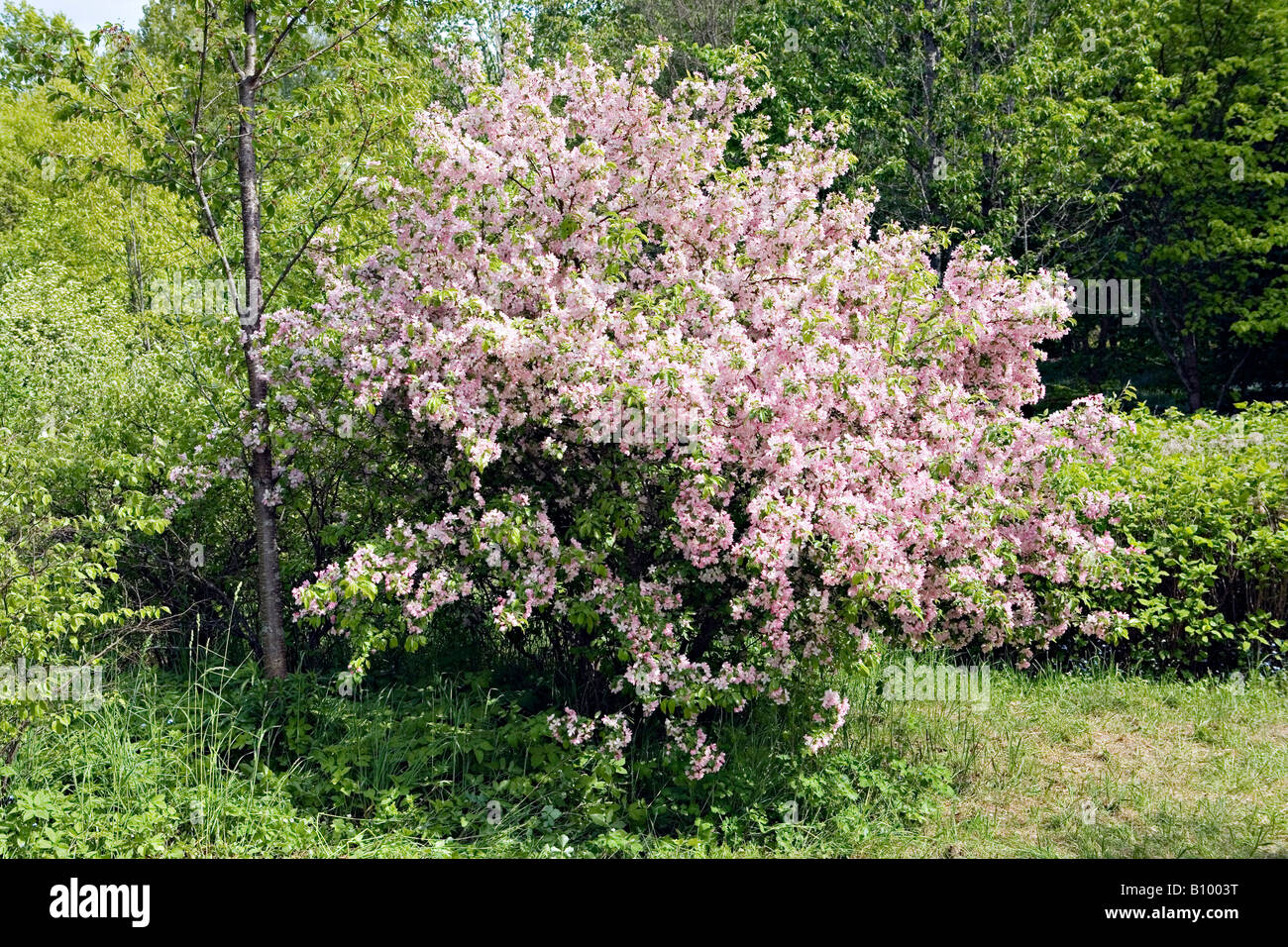 Blooming melo Malus domestica Foto Stock