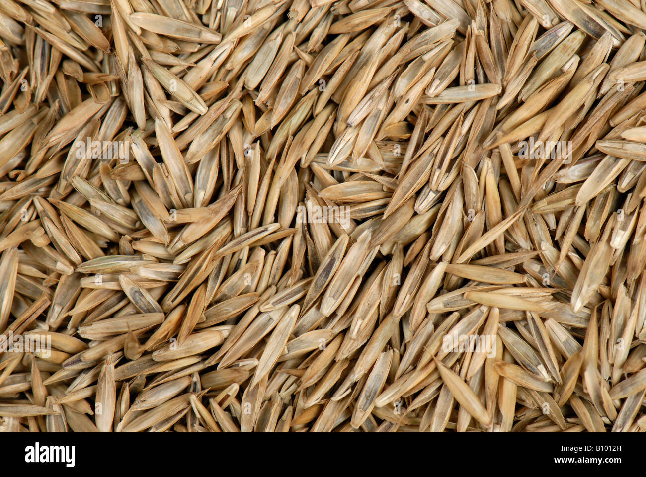Prato sementi da prato compreso di loglio Lolium sp Foto Stock