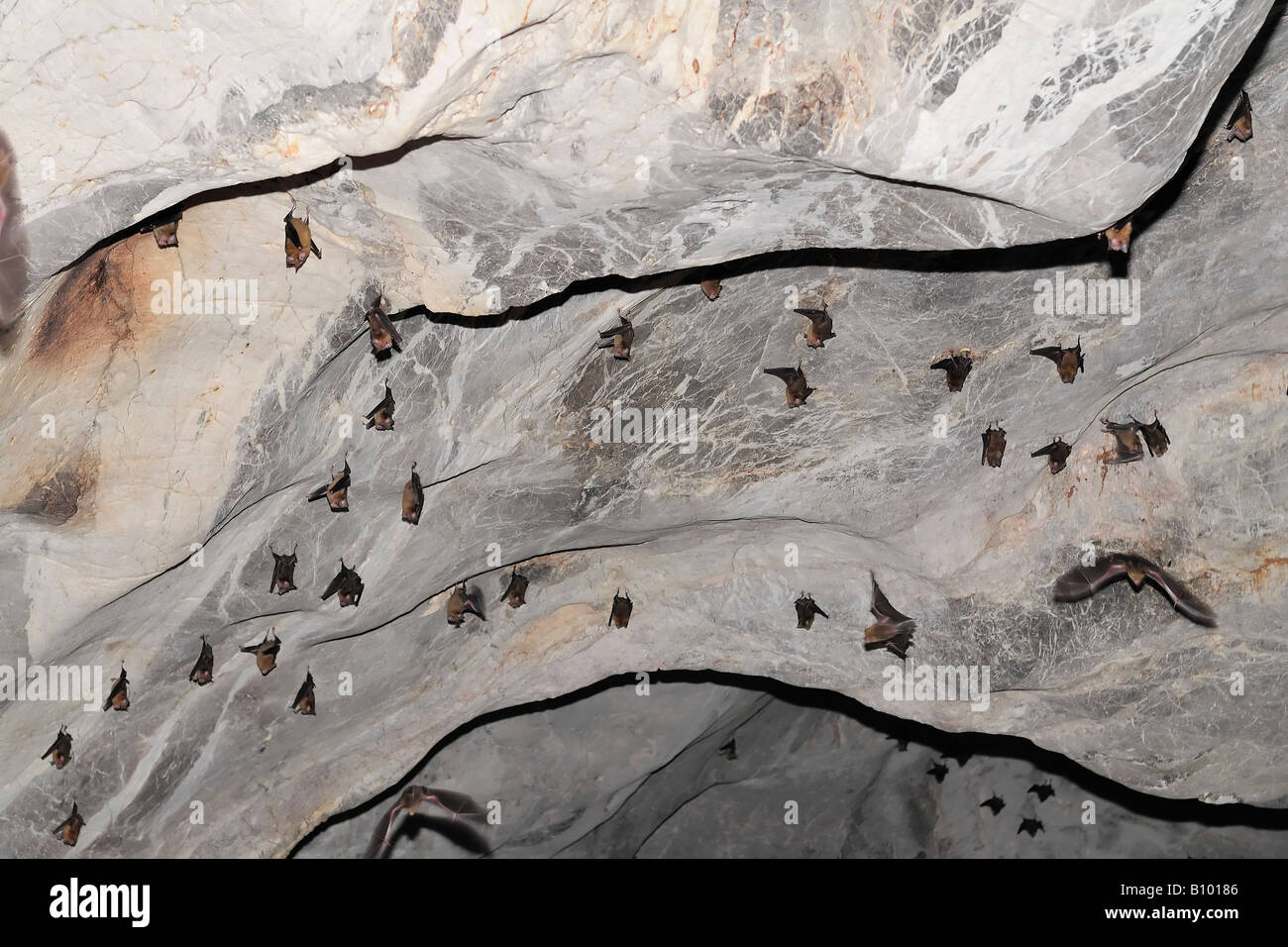 I pipistrelli in volo in una grotta e la provincia di Kanchanaburi, Thailandia Foto Stock