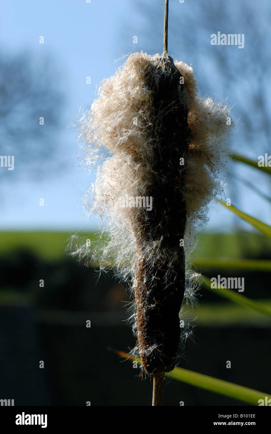 Reed macis o falso giunco Typha latifolia seedhead rottura fino a disperdere i semi Foto Stock