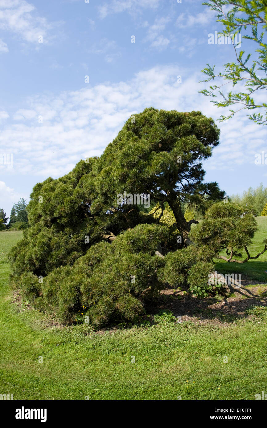Ritratto del Pinus sylvestris 'Moseri' in primavera nel Sussex occidentale, Inghilterra, Regno Unito Foto Stock