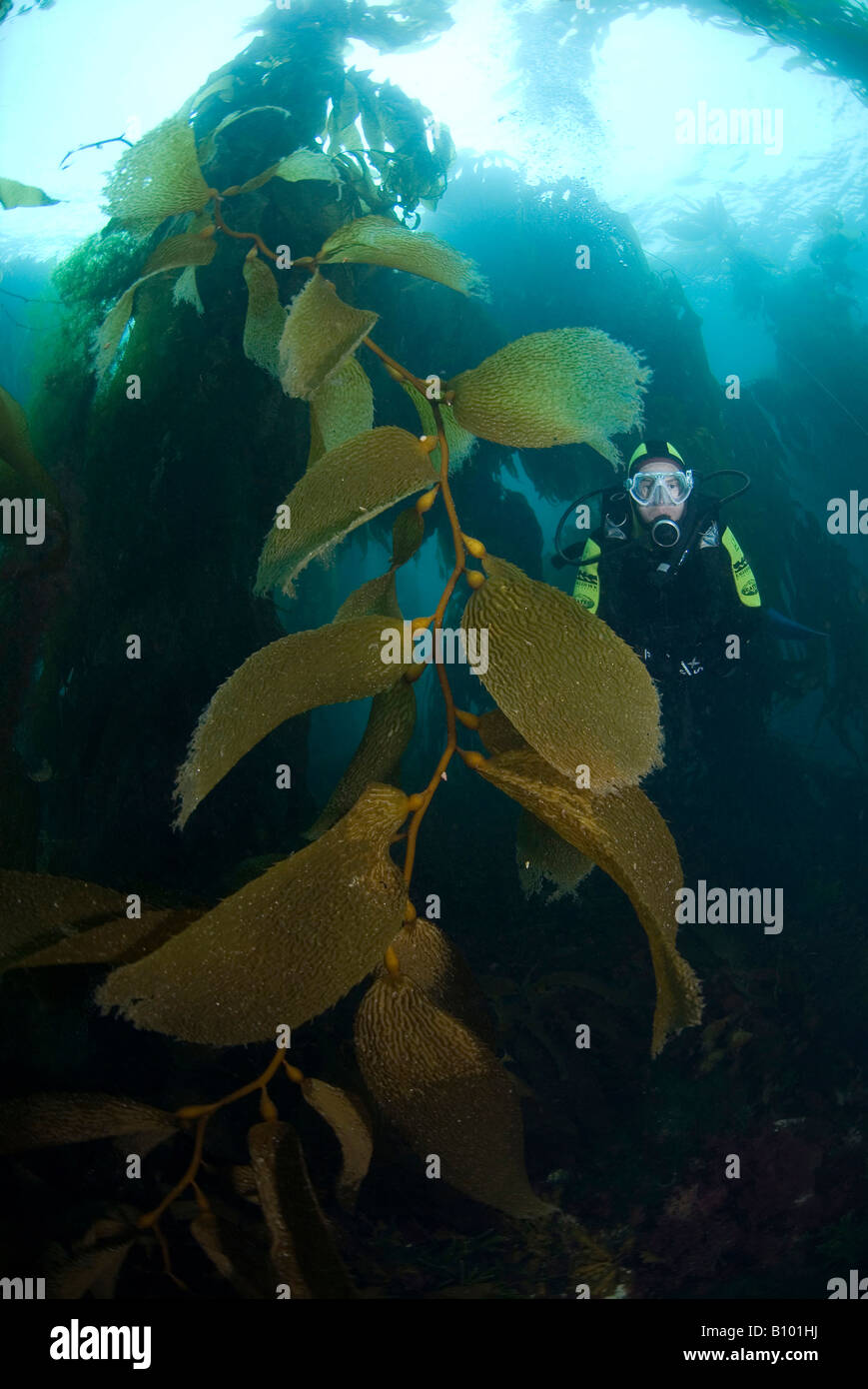 Diving in Kelpforest Tasmania Australia Foto Stock