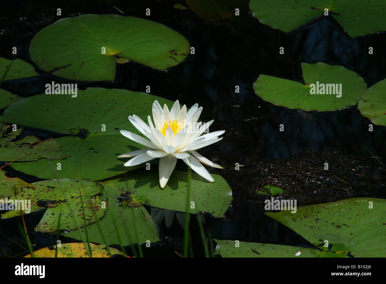 Bianco profumato giglio di acqua Nymphaea odorata America del Nord Foto Stock