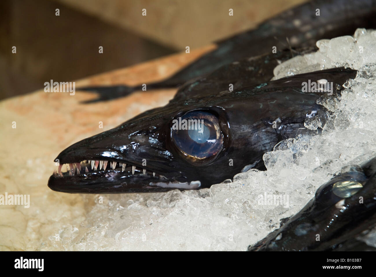 dh Espada PESCE MADEIRA profondo oceano Sgabbard nero pesce su stallo mercato del ghiaccio da vicino Foto Stock
