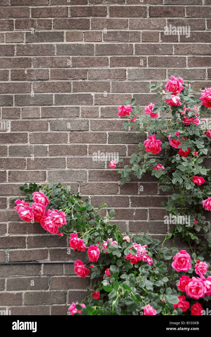 Climbing rose rosse su un muro di mattoni di una casa Foto Stock