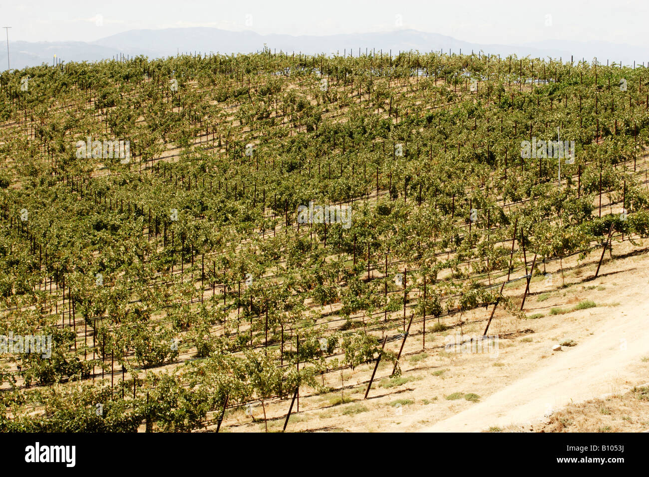 Vigneto in California del Sud Foto Stock