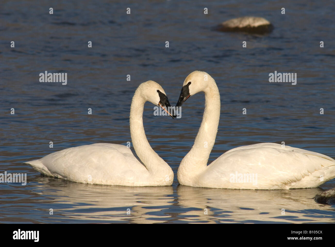 Coppia Trumpeter cigni Cygnus buccinatore Foto Stock