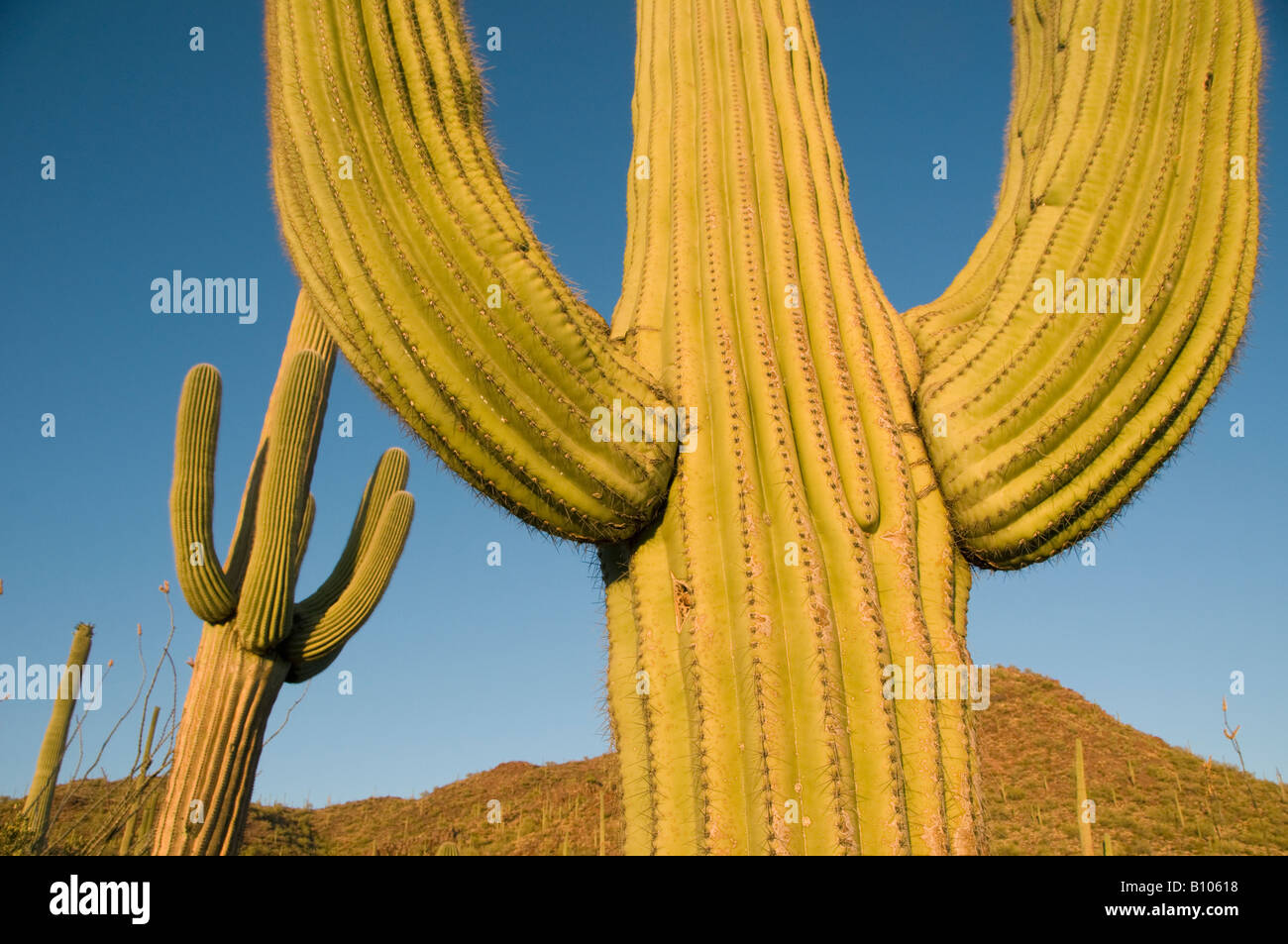 Cactus Saguaro (Carnegiea gigantea) al tramonto, Parco nazionale del Saguaro, Tucson, area Arizona, Stati Uniti d'America Foto Stock