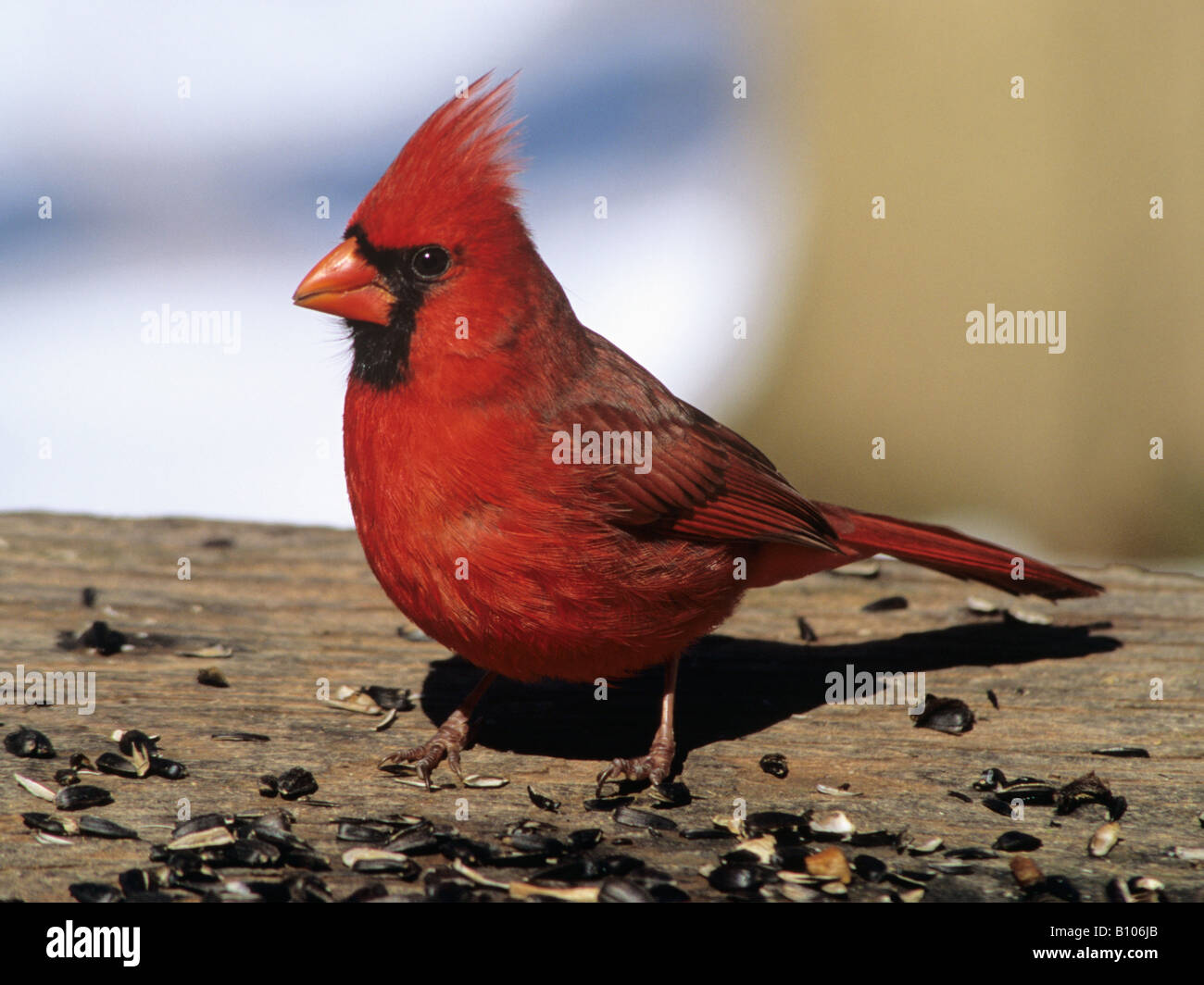 Il cardinale maschio a un inverno stazione di alimentazione Foto Stock
