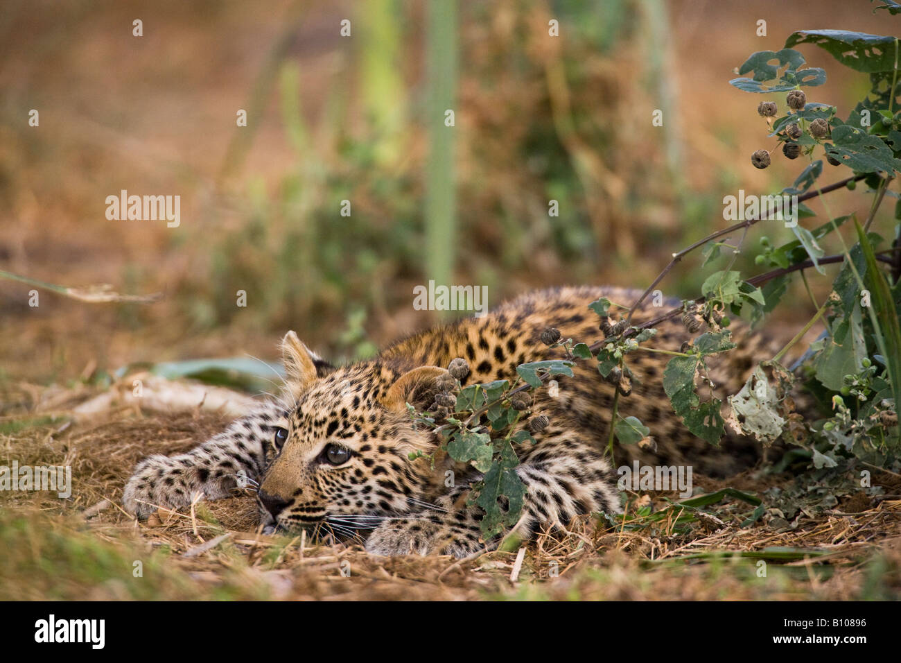 Closeup simpatico baby Leopard cub giocando accovacciato guardando intensamente pronto a balzare da macchia verde di fronte alla luce del sole uno sfondo morbido bella luce Foto Stock
