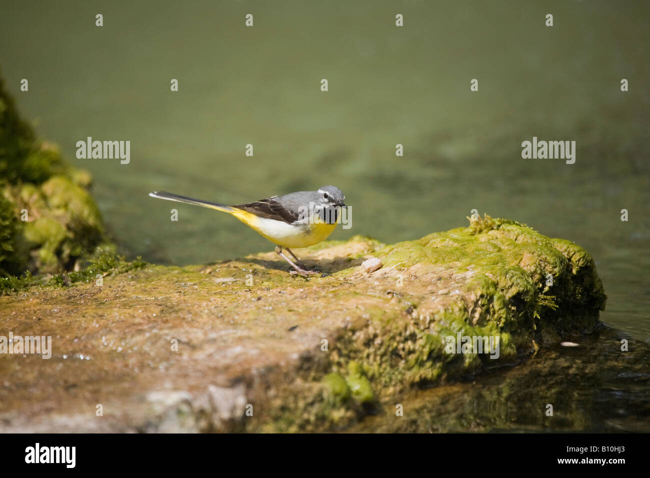 Un singolo adulto maschio Grey Wagtail (Motacilla cinerea) in piedi sulla roccia accanto allo stagno con cibo Foto Stock