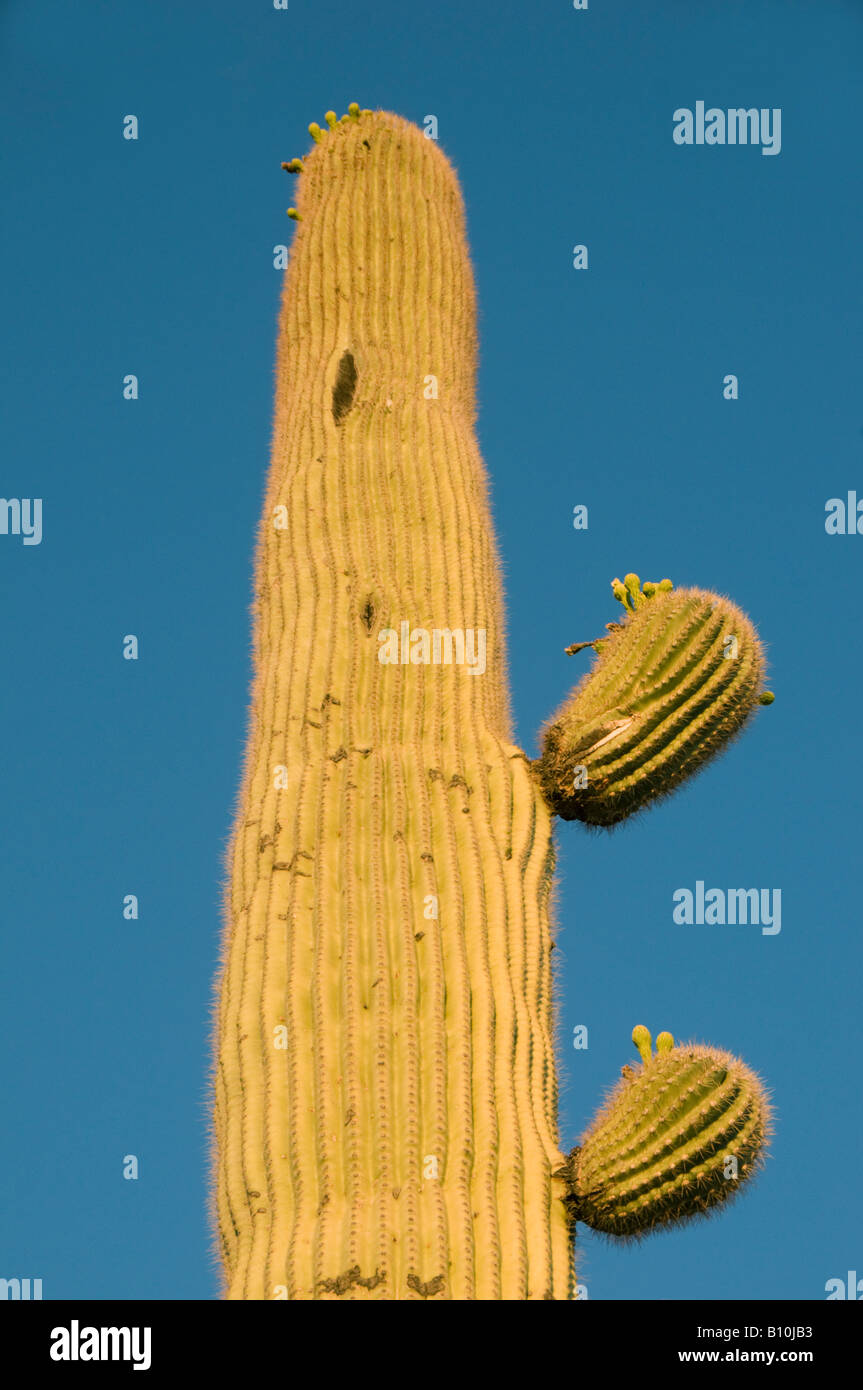 Cactus Saguaro (Carnegiea gigantea) al tramonto, Parco nazionale del Saguaro, Tucson, area Arizona, Stati Uniti d'America Foto Stock