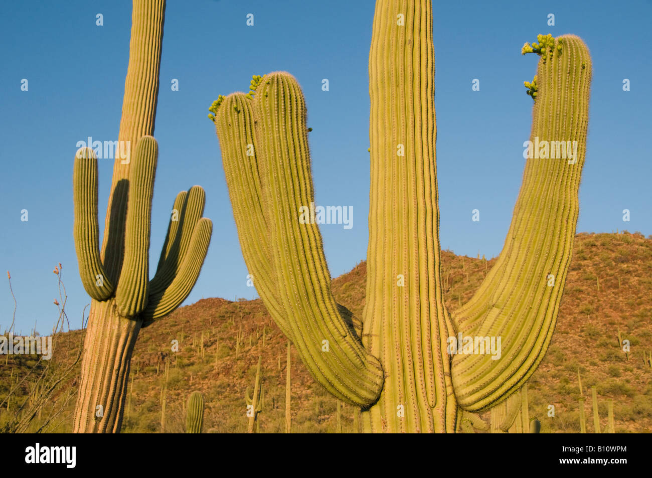 Cactus Saguaro (Carnegiea gigantea) al tramonto, Parco nazionale del Saguaro, Tucson, area Arizona, Stati Uniti d'America Foto Stock