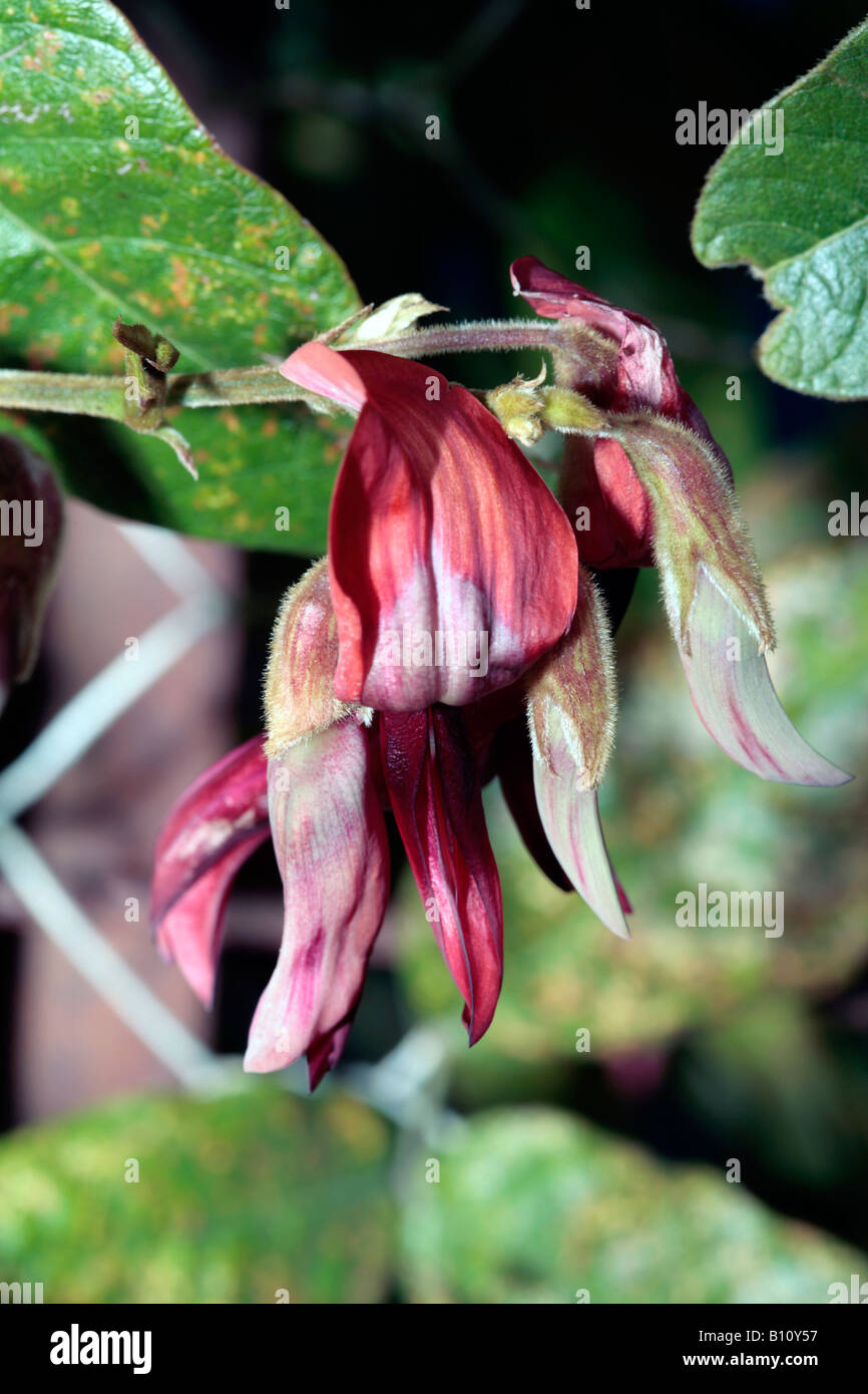 Swainsonia formosa [Sturt Desert Pea] hybrid- Pea Flowers-Family Fabaceae Foto Stock