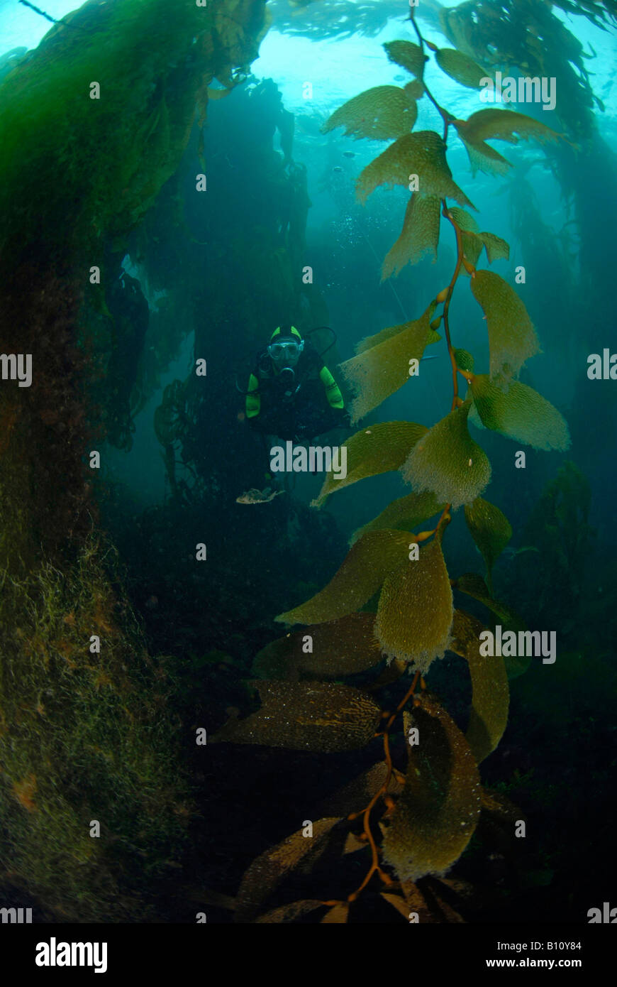 Diving in Kelpforest Tasmania Australia Foto Stock