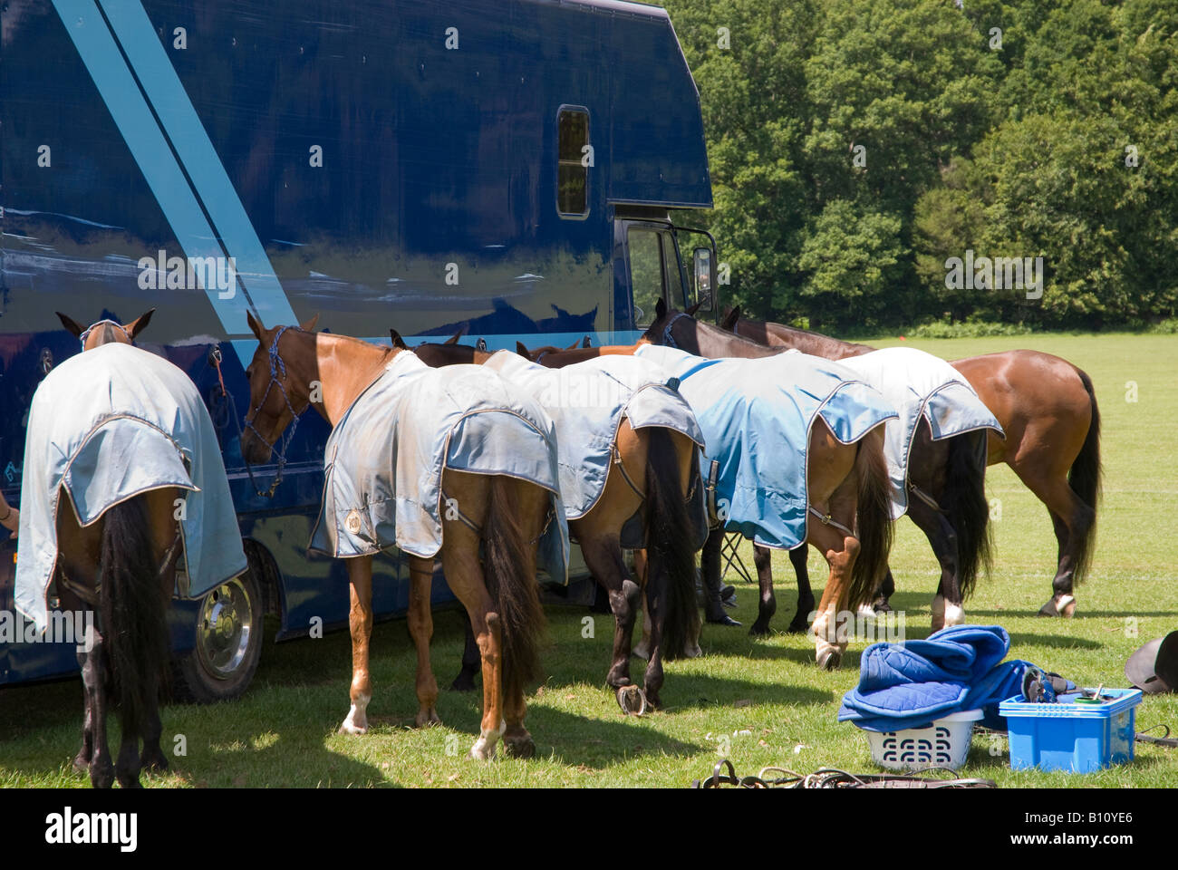 Polo pony a cavallo coperte legata a lui cavallo van prima della riunione Foto Stock