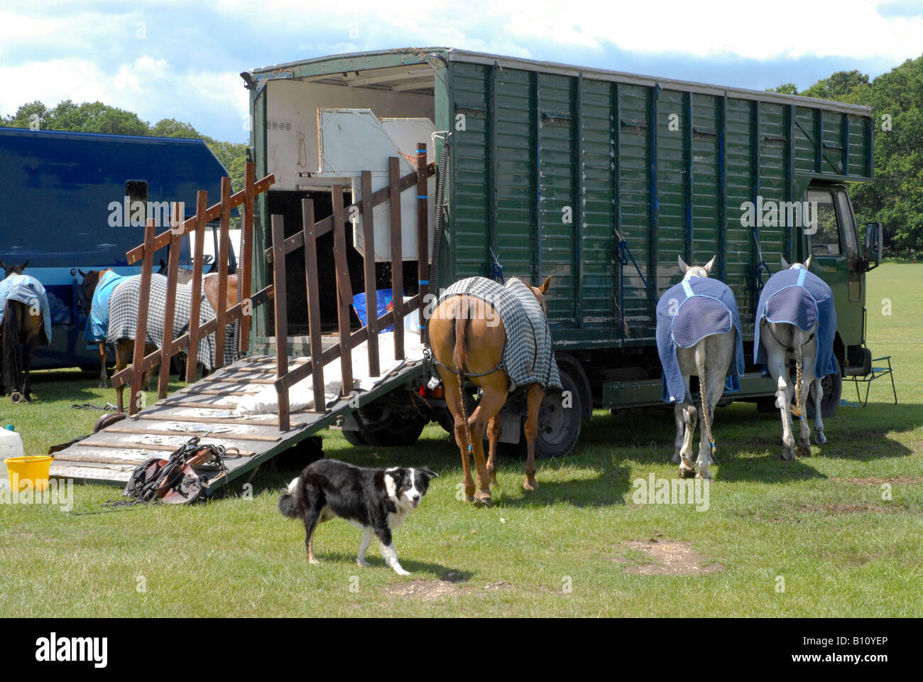 Polo pony a cavallo coperte legata a lui cavallo van prima della riunione con il cane Foto Stock