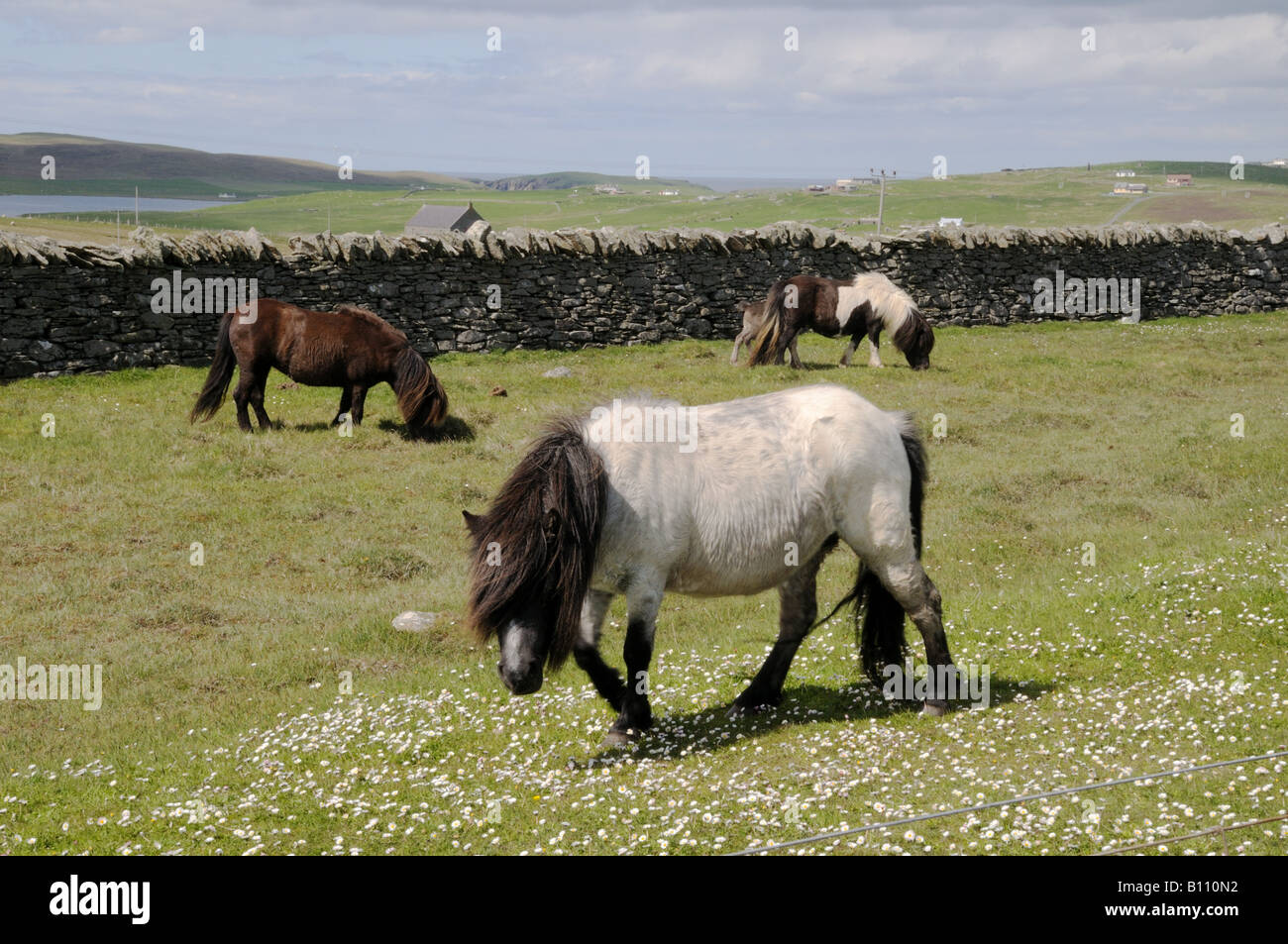 Pony Shetland sono noti per le loro dimensioni ridotte e i loro pesanti cappotti che può sopportare il freddo vento del mare del Nord. Foto Stock
