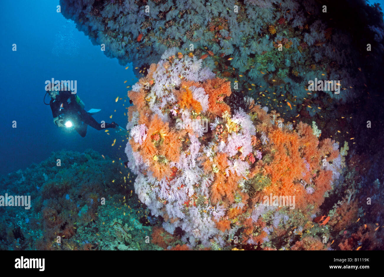 Subacqueo a sbalzo Oceano Indiano Maldive Foto Stock