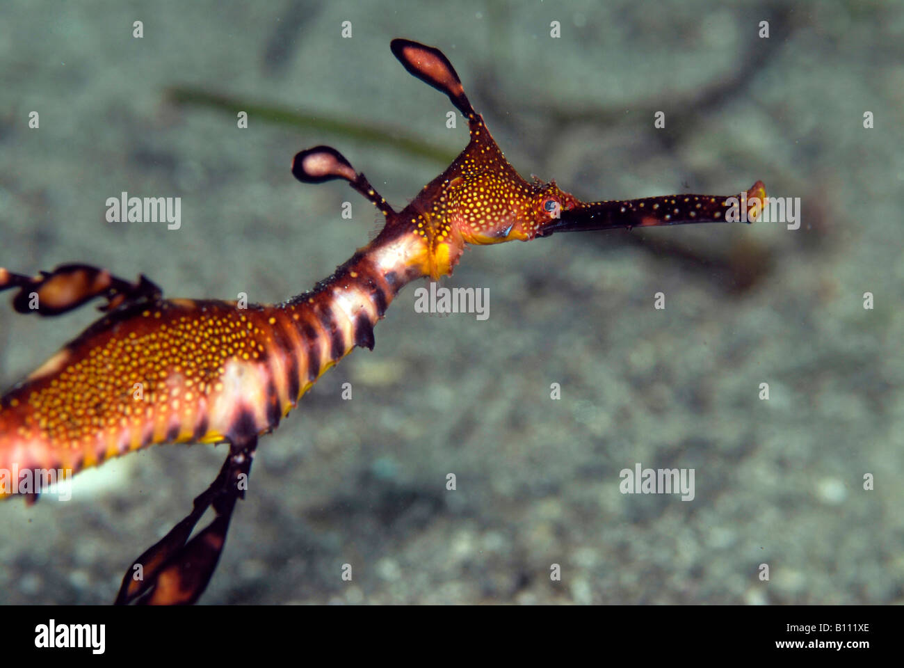 Weedy Sea Dragon Phyllopteryx taeniolatus Tasmania Australia Foto Stock