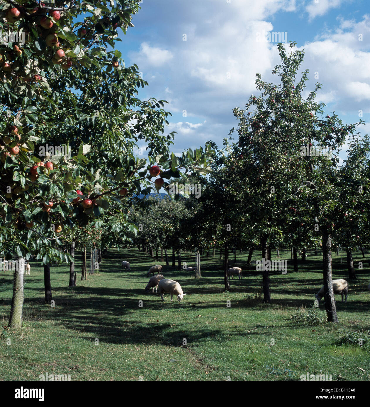 Pecore al pascolo sotto gli alberi di mele presso l'acquavite di sidro azienda Kingsbury Episcopi Somerset Foto Stock