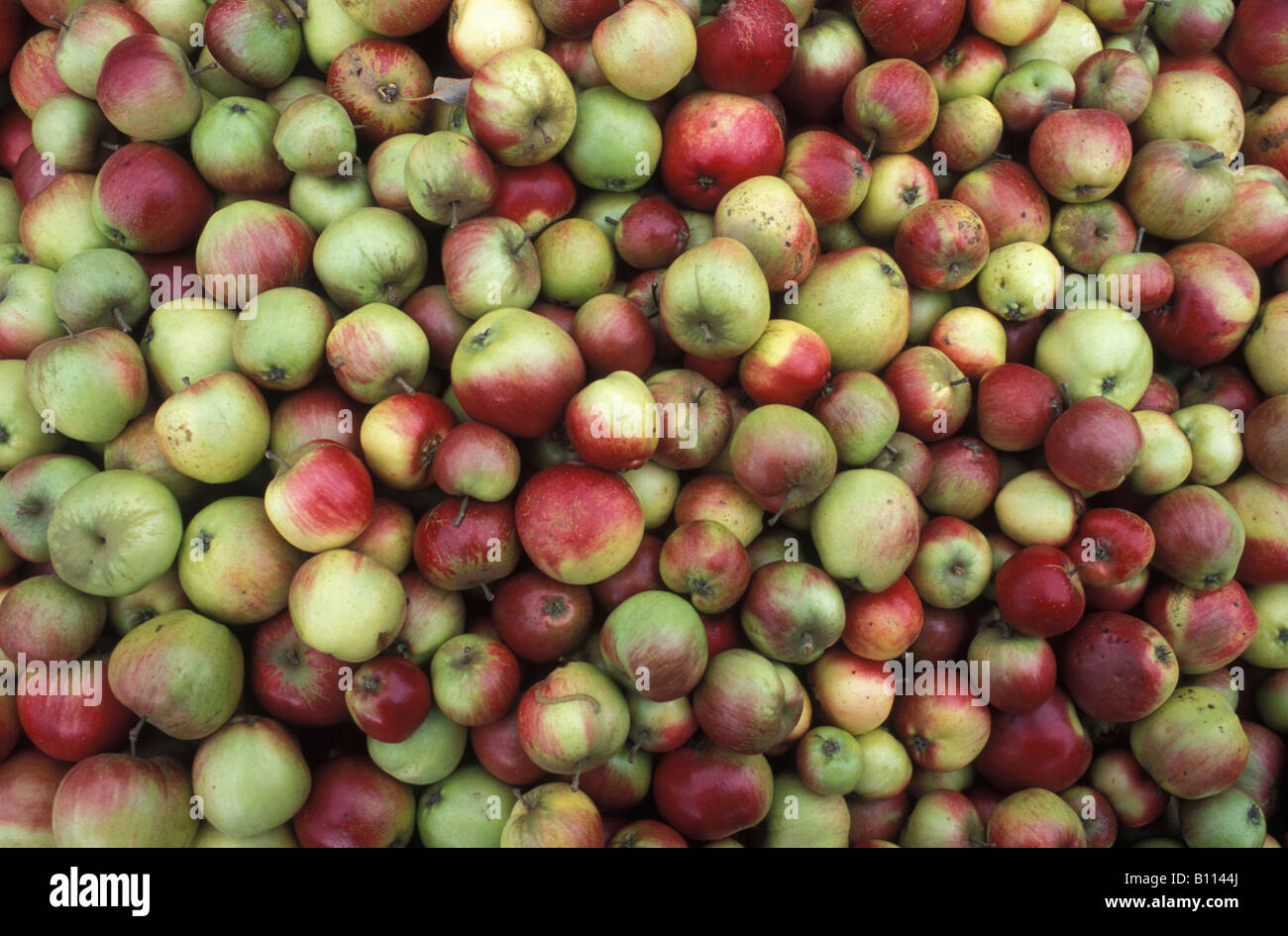 Appena raccolto mele impilati a Charlton frutteti in Somerset Foto Stock