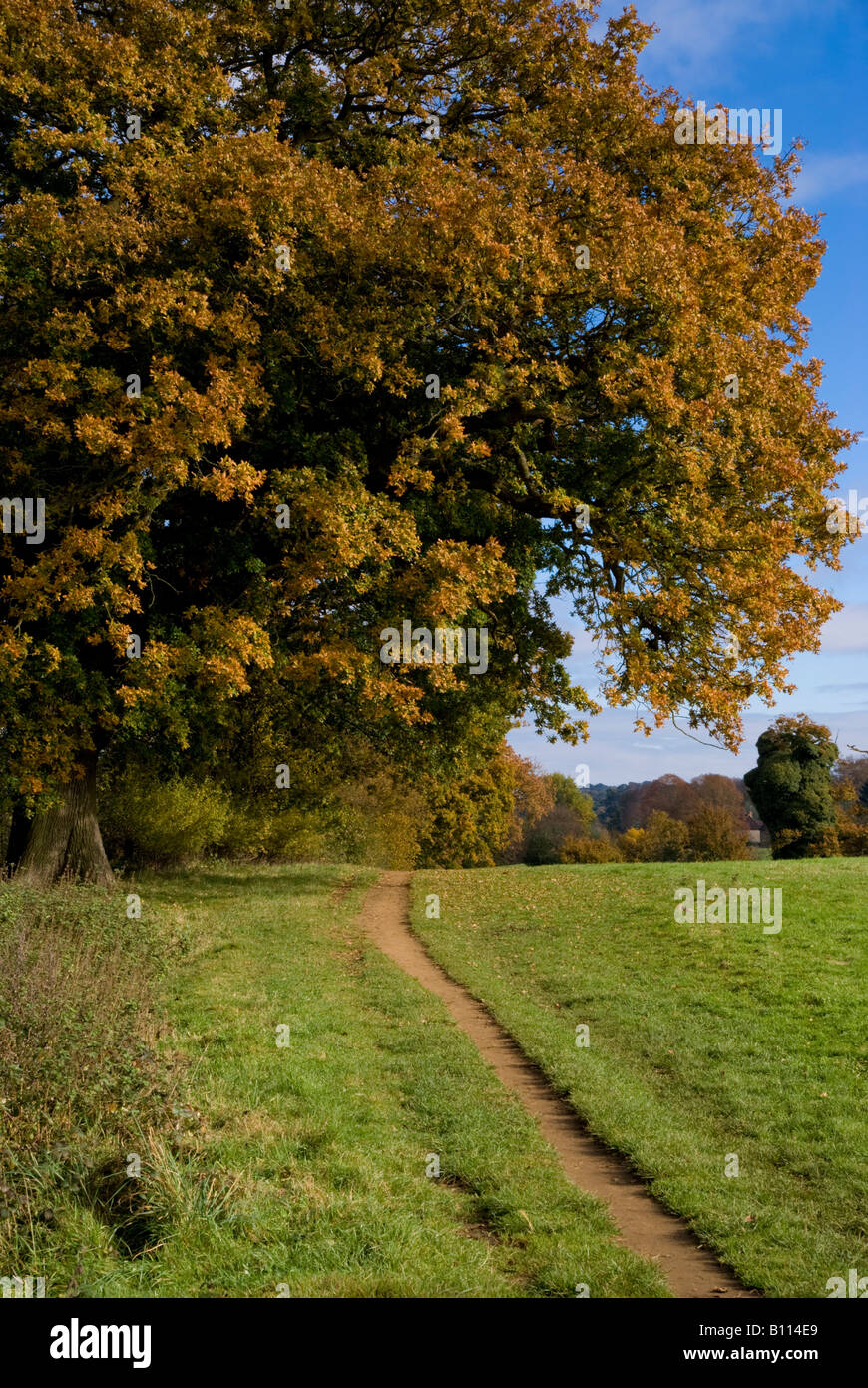 Regno Unito Inghilterra surrey shere sentiero autunno Foto Stock