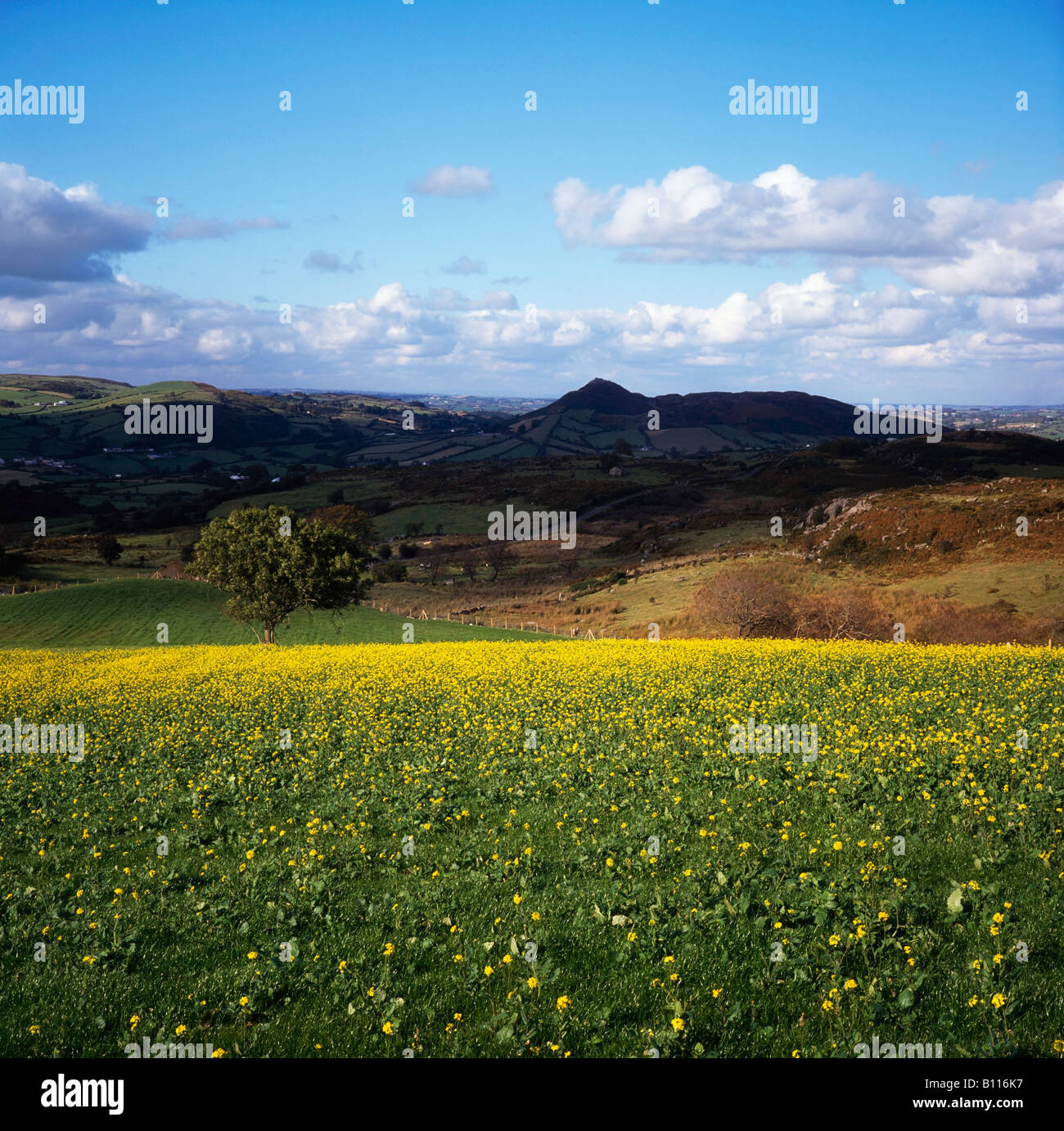 Co Armagh, Slieve Gullion, Irlanda Foto Stock