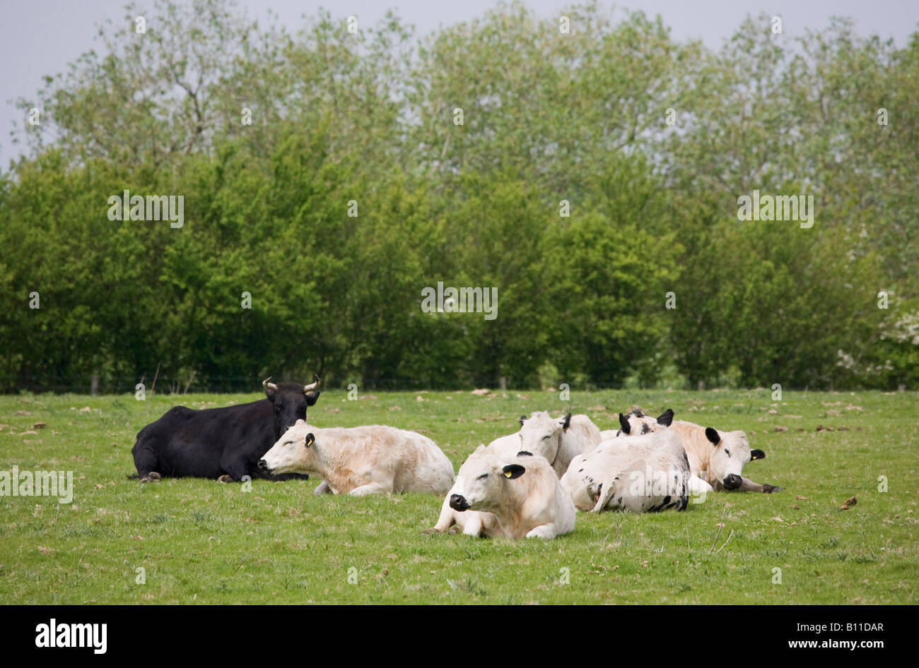 Parte di una mandria di bovini bianchi britannici e di tori neri giacenti in un campo in primavera, Sussex, Inghilterra. Foto Stock