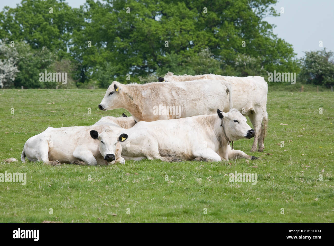 Parte di un allevamento di bovini bianchi britannici insieme in un campo in primavera. Sussex, Inghilterra, Regno Unito Foto Stock