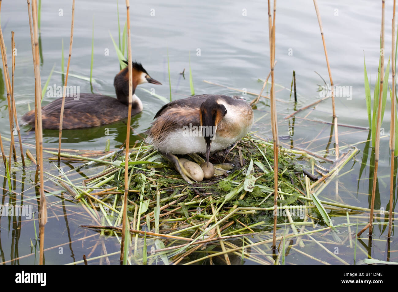 Svasso maggiore Podiceps cristatus adulto depositandosi sulle uova nel nido subito dopo il passaggio con il suo compagno Foto Stock