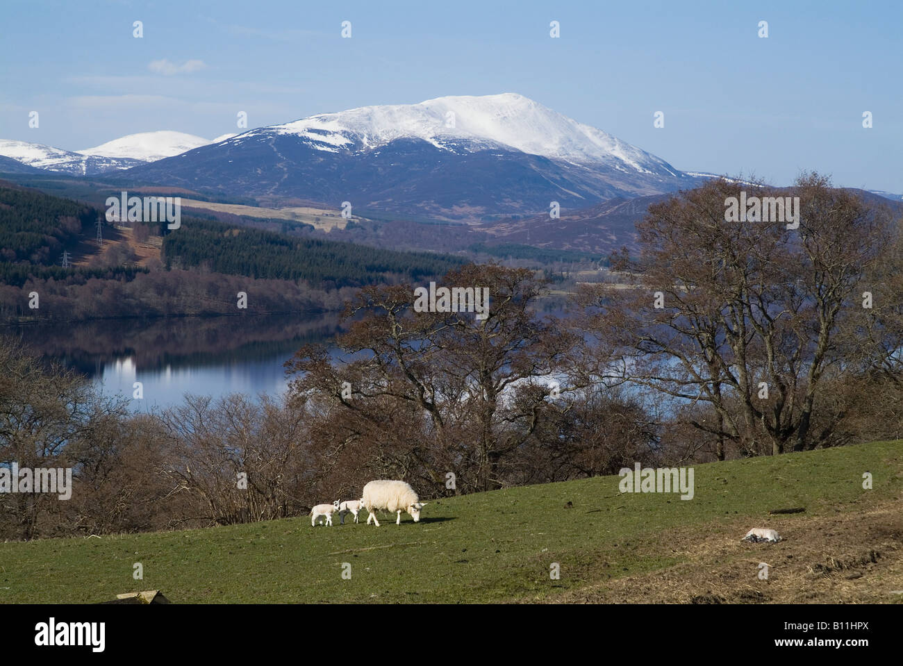 dh Loch Tummel STRATHTUMMEL PERTHSHIRE Monte Schiehallion pecore e due agnelli in collina campo scozia primavera scena agnello prato uk montagna scozzese Foto Stock