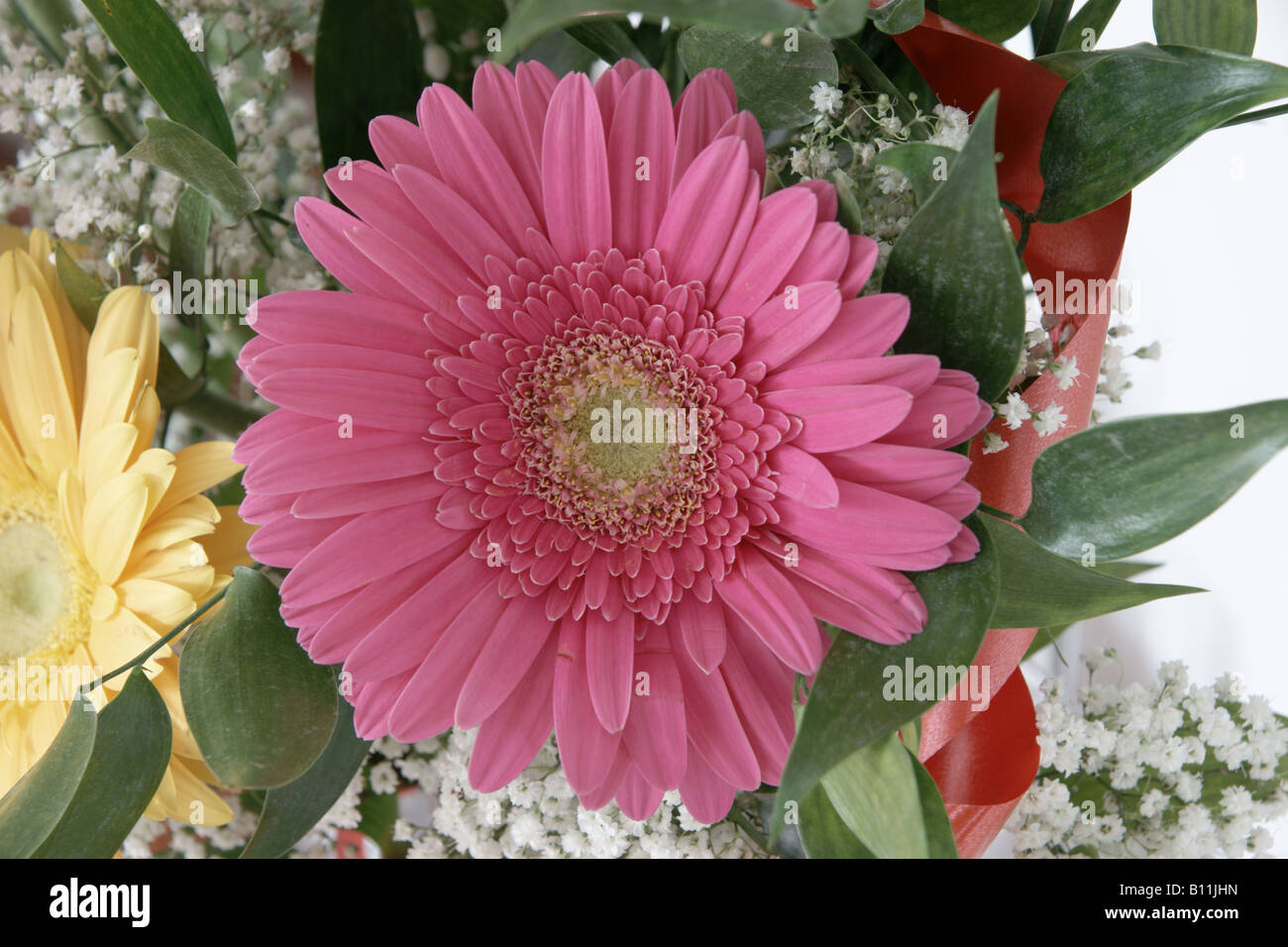 Una pink gerbera fiore Foto Stock