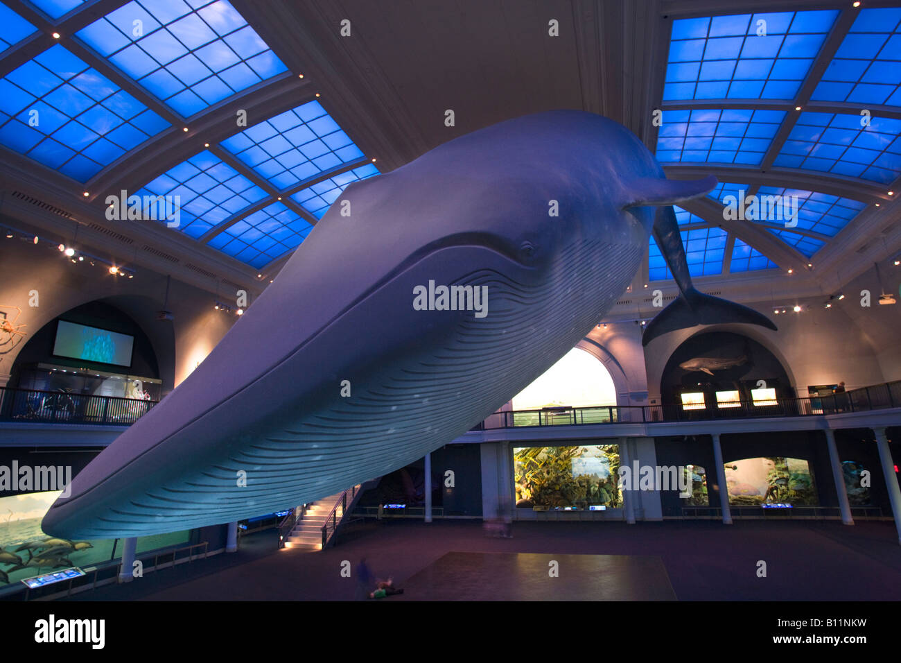 MODELLO DI BALENA BLU MILSTEIN HALL OF OCEAN LIFE (©TROWBRIDGE & LIVINGSTON 1924) AMERICAN MUSEUM OF NATURAL HISTORY MANHATTAN NEW YORK CITY USA Foto Stock