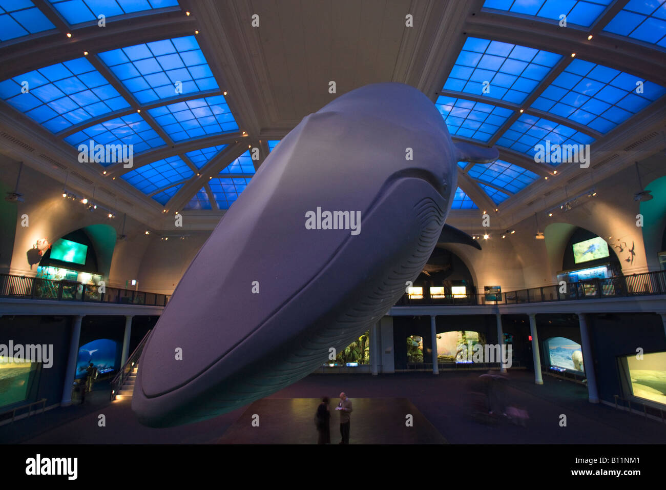 MODELLO DI BALENA BLU MILSTEIN HALL OF OCEAN LIFE (©TROWBRIDGE & LIVINGSTON 1924) AMERICAN MUSEUM OF NATURAL HISTORY MANHATTAN NEW YORK CITY USA Foto Stock