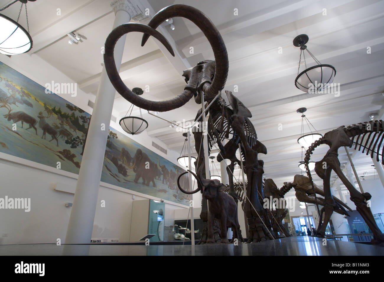 DISPLAY MAMMUTHUS HALL fossile al Museo Americano di Storia Naturale MANHATTAN NEW YORK CITY USA Foto Stock