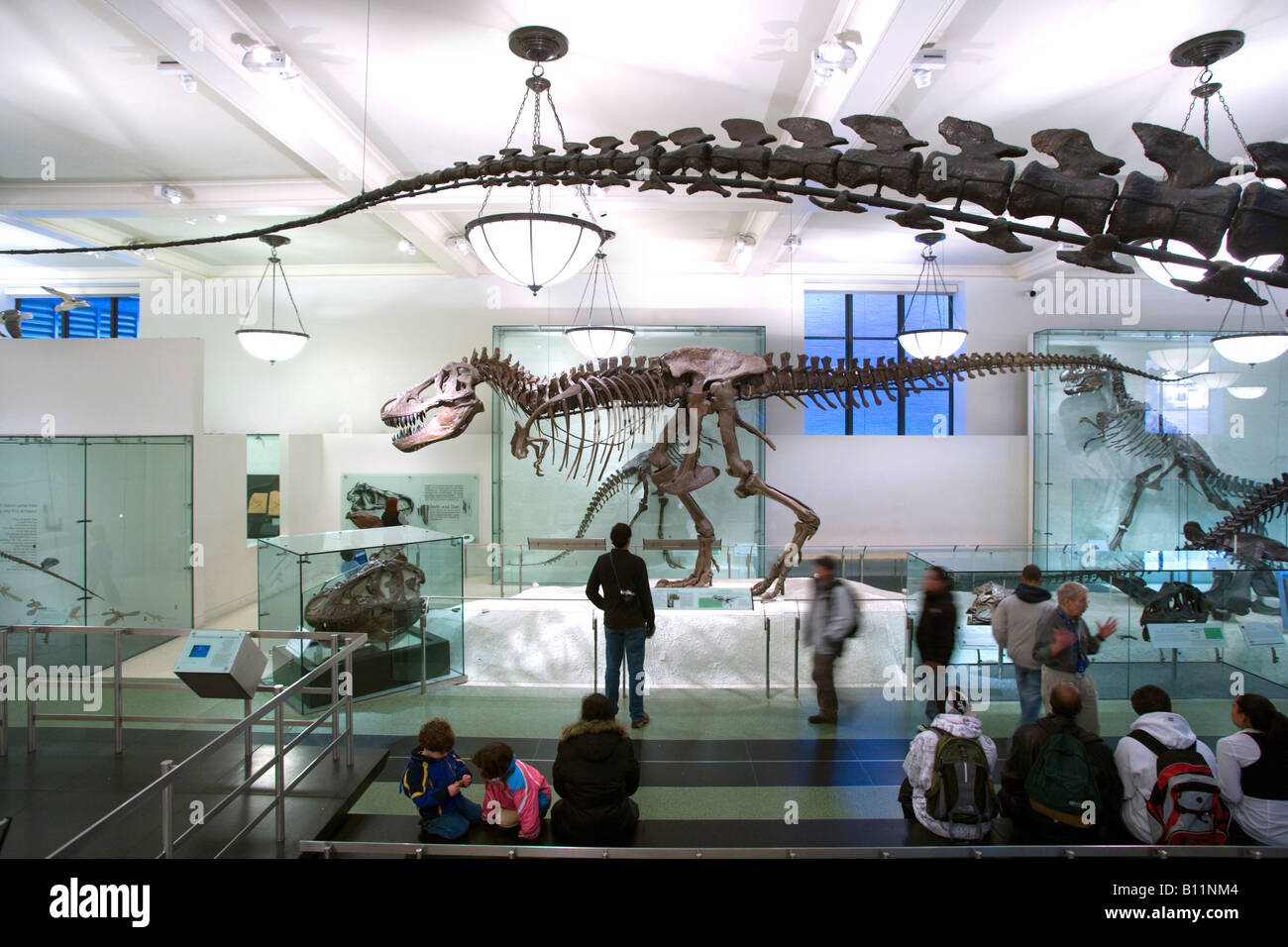 TYRANNOSAURUS REX DISPLAY SALA fossili al Museo Americano di Storia Naturale MANHATTAN NEW YORK CITY USA Foto Stock
