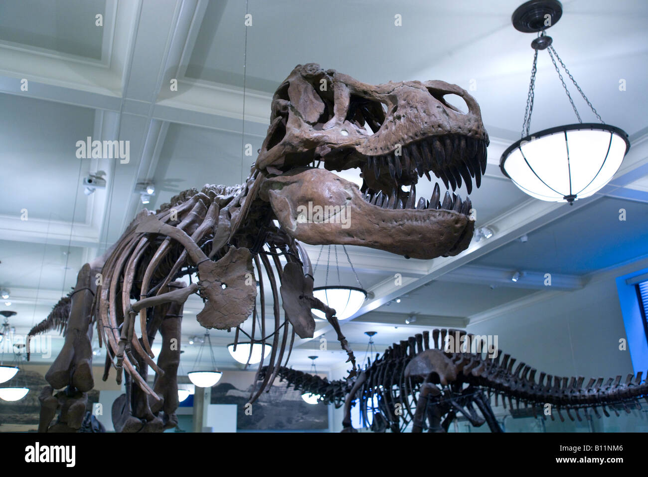 TYRANNOSAURUS REX DISPLAY SALA fossili al Museo Americano di Storia Naturale MANHATTAN NEW YORK CITY USA Foto Stock