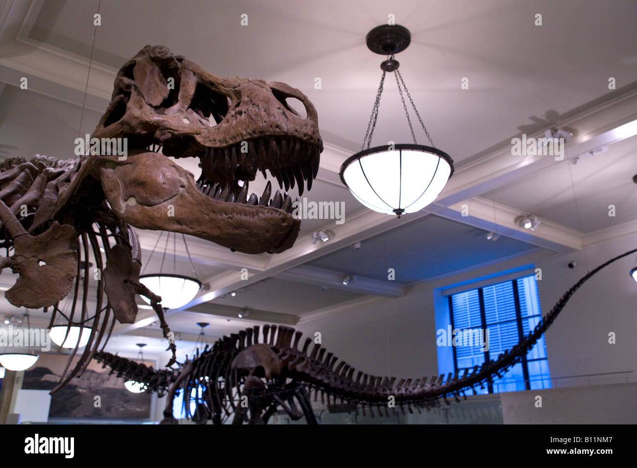 TYRANNOSAURUS REX DISPLAY SALA fossili al Museo Americano di Storia Naturale MANHATTAN NEW YORK CITY USA Foto Stock
